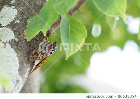 Cicadas Cicadas 80638354