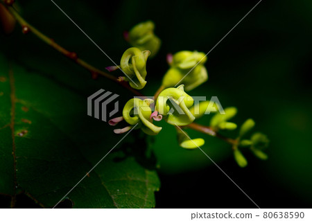 Apios Fortunei 花 Apios Fortunei 花 80638590