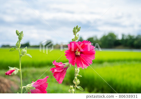 Summer rural scenery Azumino city 80638931