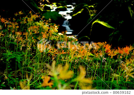 河岸上的石蒜 河岸上的石蒜 80639182