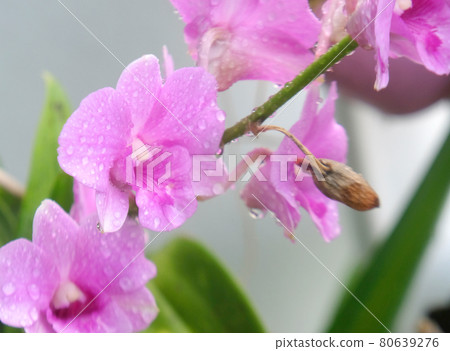 soft focus, pink orchid flowers soft focus, pink orchid flowers 80639276