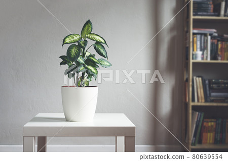 Dieffenbachia or Dumb cane plan Dieffenbachia or Dumb cane plan 80639554
