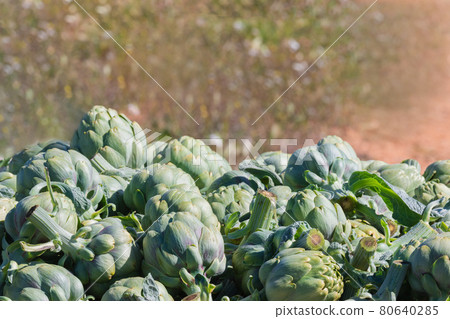 A bunch of freshly harvested artichoke heads A bunch of freshly harvested artichoke heads 80640285