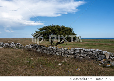 A tree in a moor landscape A tree in a moor landscape 80640529