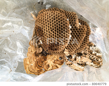 honeycomb honeycomb 80640779