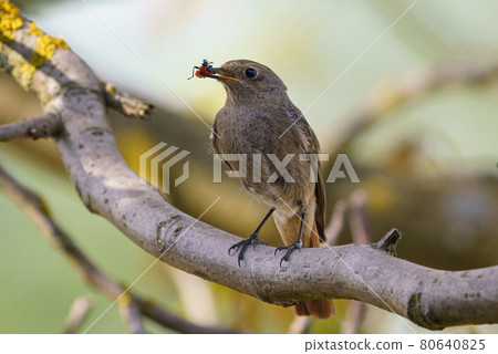 Black redstart - Phoenicurus ochruros standing on the branch with prey. Black redstart - Phoenicurus ochruros standing on the branch with prey. 80640825