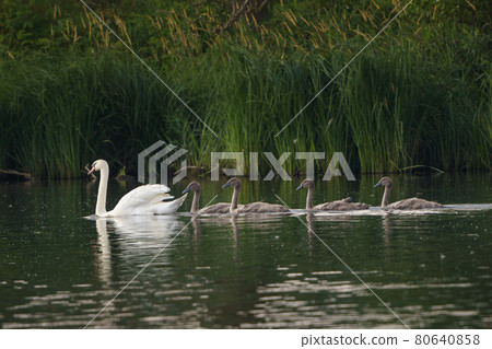 White Swan on lake with cubs. Mother swan swimming with cygnets. 80640858