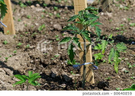 Tomato seedling in the ground Tomato seedling in the ground 80640859