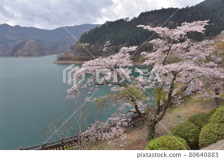 Take a picture of the cherry blossoms in full bloom with the lake surface in the background of Lake Okutama, Miharashinooka, and the light cloudiness of spring. Take a picture of the cherry blossoms in full bloom with the lake surface in the background of Lake Okutama, Miharashinooka, and the light cloudiness of spring. 80640883