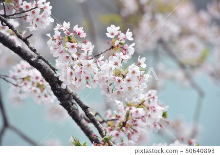 Take a picture of cherry blossoms against the water surface in the soft light of Lake Okutama, Miharashinooka Take a picture of cherry blossoms against the water surface in the soft light of Lake Okutama, Miharashinooka 80640893
