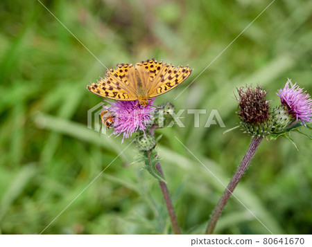 夏季(8月)長野縣高寶池高原的高褐色貝母(翅膀受損)和蜜蜂吮吸薊花蜜 夏季(8月)長野縣高寶池高原的高褐色貝母(翅膀受損)和蜜蜂吮吸薊花蜜 80641670