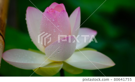 舞姬蓮花2021:古蓮花村 舞姬蓮花2021:古蓮花村 80641755