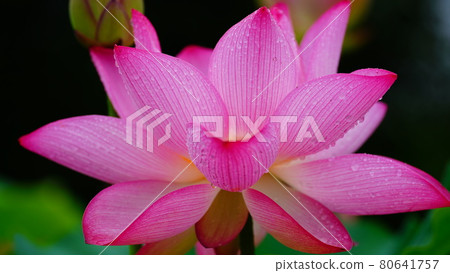 印度蓮花 2021：古蓮花村 80641757