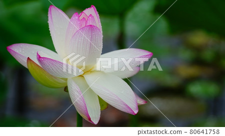 韓國景福宮蓮花:古蓮花村 2021 韓國景福宮蓮花:古蓮花村 2021 80641758