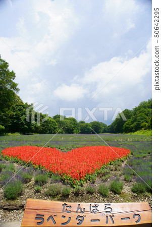 玉原高原薰衣草 80642295