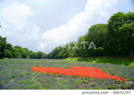 玉原高原薰衣草 80642297