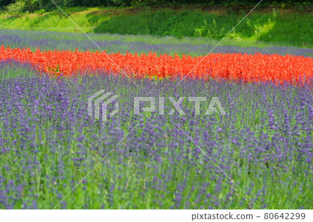 玉原高原薰衣草 80642299