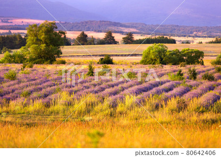 Sunset Lavender Field in the summer 80642406