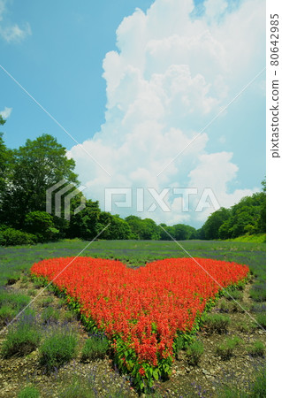 玉原高原薰衣草 80642985