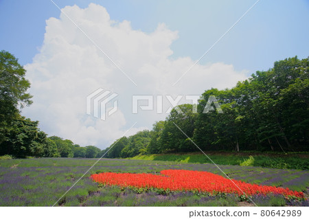 丹原高原 80642989