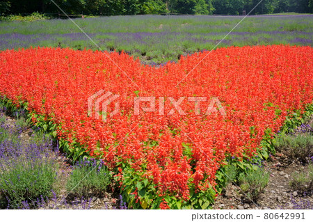 玉原高原薰衣草 80642991