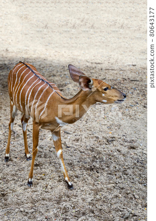 The Nyala baby is stay in garden 80643177