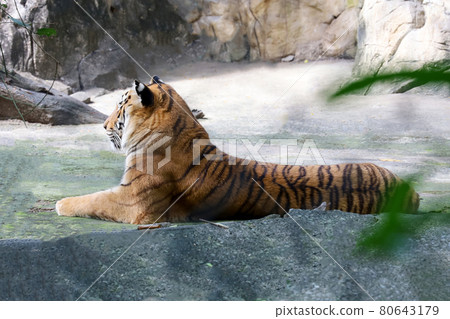 Close up bengal tiger is beautiful animal and dangerous in forest 80643179