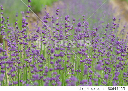 Tamahara highland lavender Tamahara highland lavender 80643435