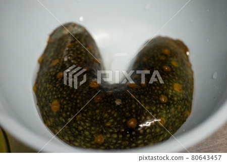 Sea cucumber 80643457