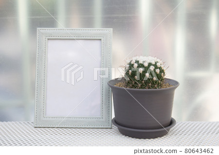 echinofossulo cactus pot. echinofossulo cactus pot. 80643462