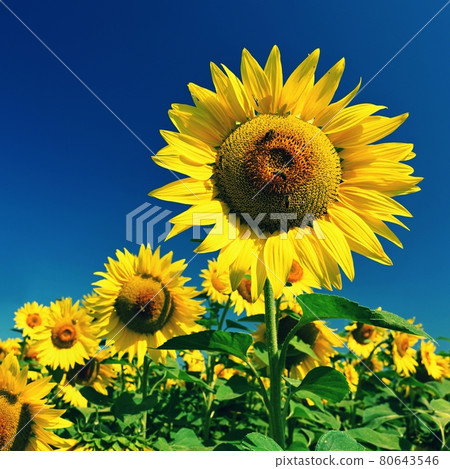 Sunflower - beautiful yellow flowers with blue sky. Nature colorful background and concept for summer. Sunflower - beautiful yellow flowers with blue sky. Nature colorful background and concept for summer. 80643546