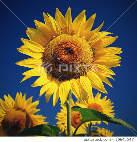 Sunflower - beautiful yellow flowers with blue sky. Nature colorful background and concept for summer. Sunflower - beautiful yellow flowers with blue sky. Nature colorful background and concept for summer. 80643547