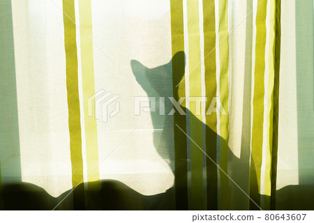 Black cat shadow on window Black cat shadow on window 80643607