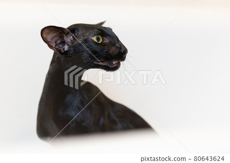 Black oriental funny cat Black oriental funny cat 80643624