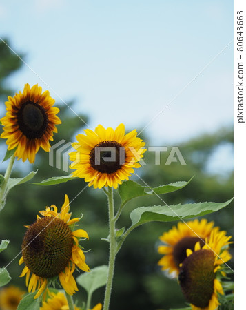 向日葵 向日葵 80643663