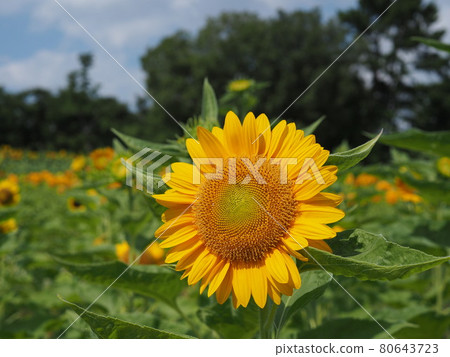 向日葵 80643723