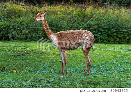 Vicunas, Vicugna Vicugna, relatives of the llama 80643855