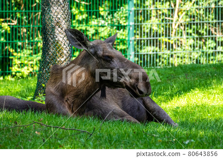 European Moose, Alces alces, also known as the elk 80643856