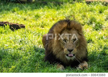 The lion, Panthera leo is one of the four big cats in the genus Panthera The lion, Panthera leo is one of the four big cats in the genus Panthera 80643860