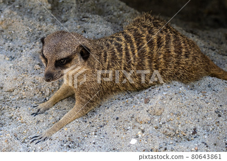 Meerkat, Suricata suricatta sitting on a stone and looking into the distance Meerkat, Suricata suricatta sitting on a stone and looking into the distance 80643861