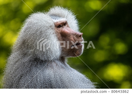 The hamadryas baboon, Papio hamadryas is a species of baboon The hamadryas baboon, Papio hamadryas is a species of baboon 80643862