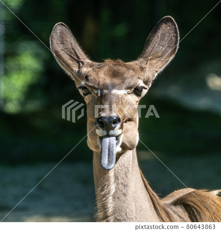 The common eland sticking its tongue out. Taurotragus oryx is a savannah antelope 80643863