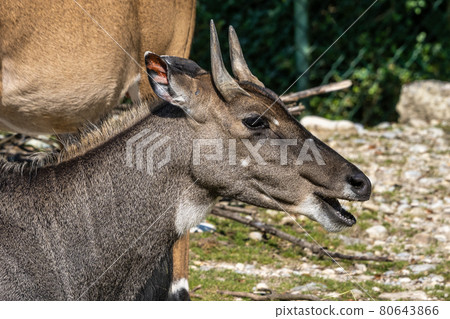 Indian Blackbuck, Antelope cervicapra or Indian antelope. 80643866