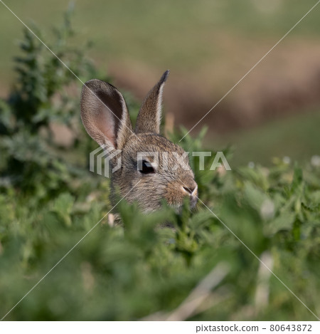 European rabbit, Common rabbit, Oryctolagus cuniculus sitting on a meadow at Munich European rabbit, Common rabbit, Oryctolagus cuniculus sitting on a meadow at Munich 80643872