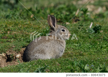 European rabbit, Common rabbit, Oryctolagus cuniculus sitting on a meadow at Munich European rabbit, Common rabbit, Oryctolagus cuniculus sitting on a meadow at Munich 80643873
