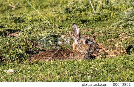 European rabbit, Common rabbit, Oryctolagus cuniculus sitting on a meadow at Munich European rabbit, Common rabbit, Oryctolagus cuniculus sitting on a meadow at Munich 80643891