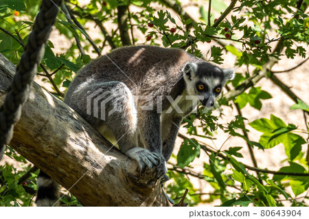 The ring-tailed lemur,Lemur catta with white ringed tail is the most known lemur The ring-tailed lemur,Lemur catta with white ringed tail is the most known lemur 80643904