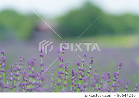 玉原高原薰衣草 80644216