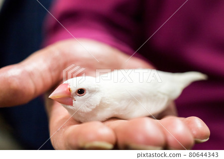 【爪哇麻雀】爪哇麻雀先生在掌心靜下心來 80644343