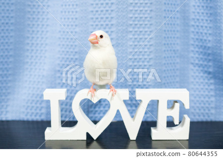 [Java sparrow] Cute Java sparrow from my home 80644355